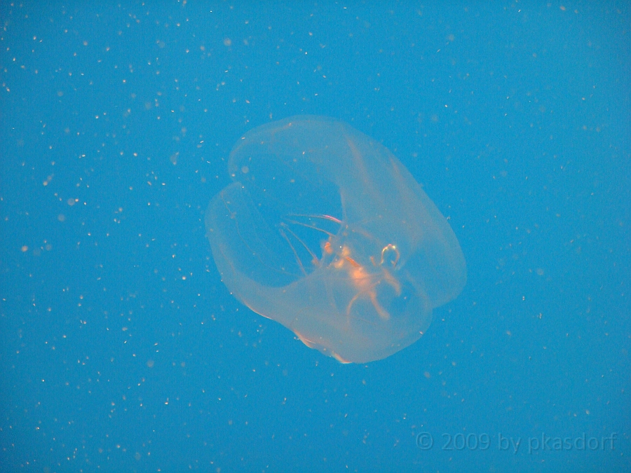 Baltimore [2009 July 02] 218.JPG - Scenes from Baltimore's Inner Harbor.